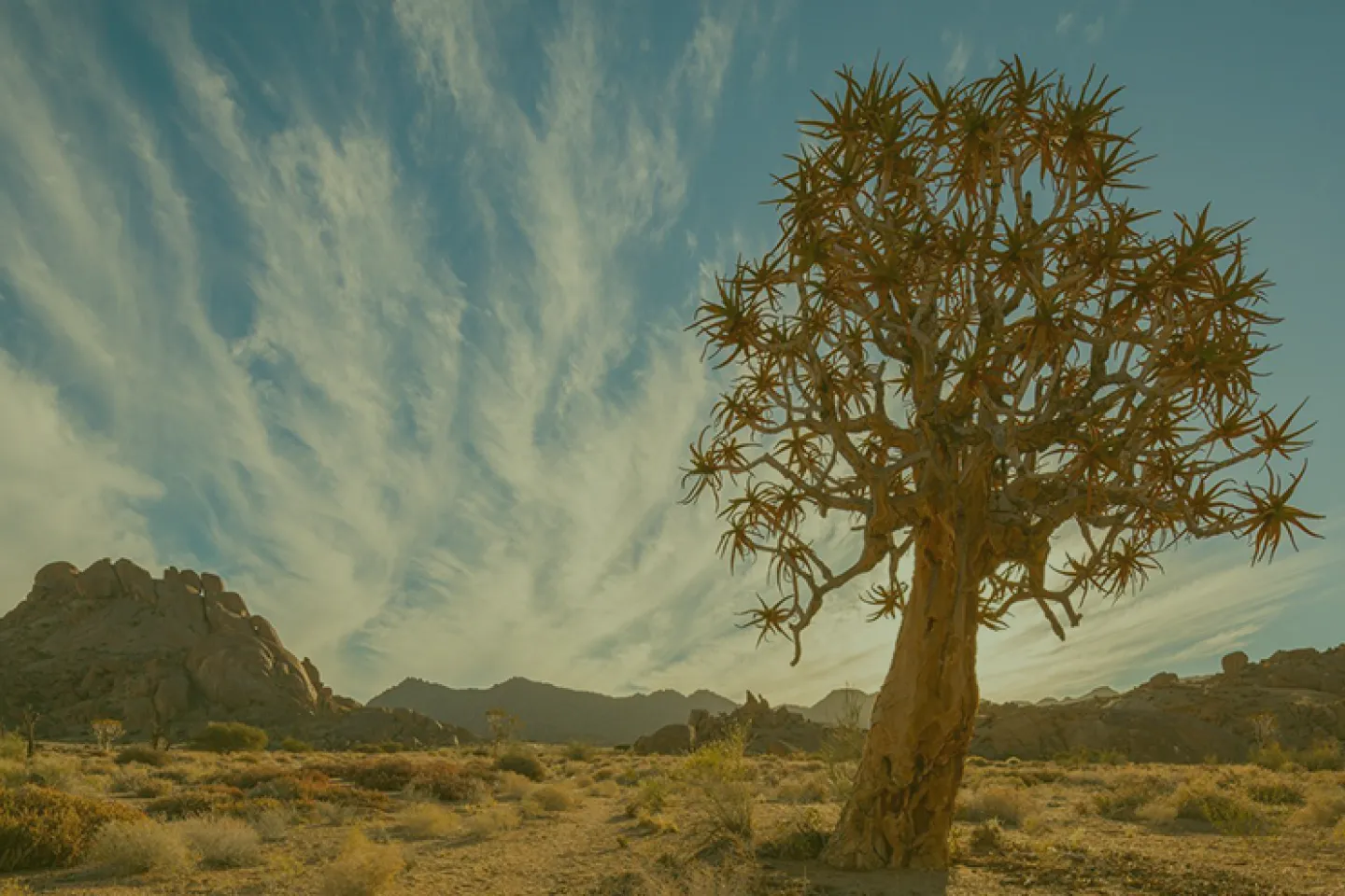 The road to COP27: Africa’s climate paradox