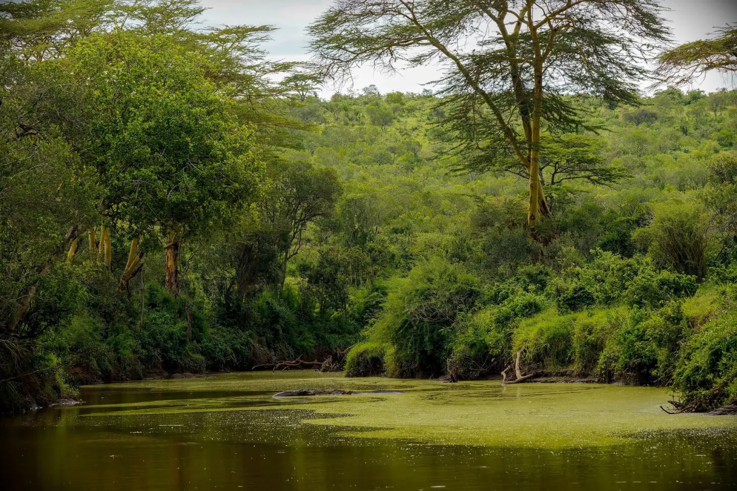 Latest COPs on climate change, desertification and biodiversity
