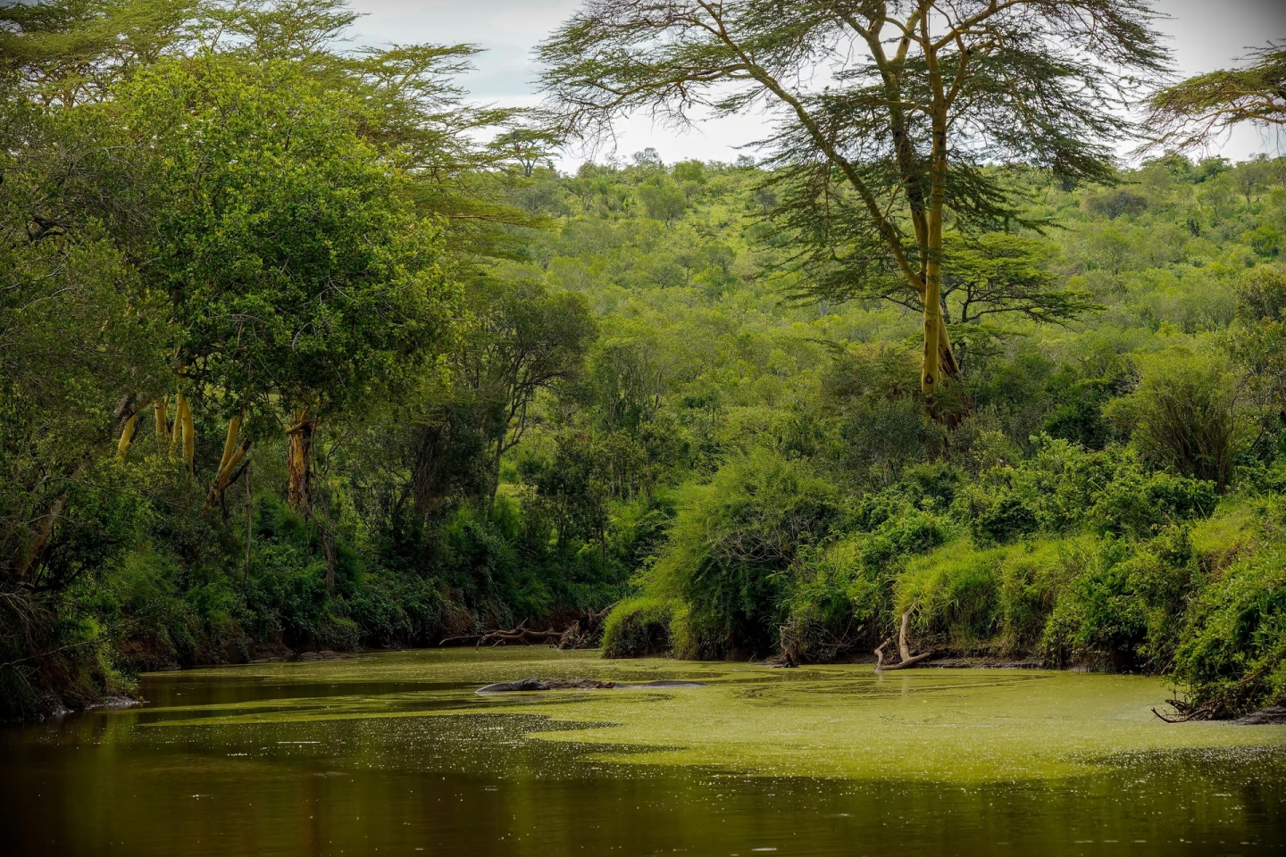 Latest COPs on climate change, desertification and biodiversity
